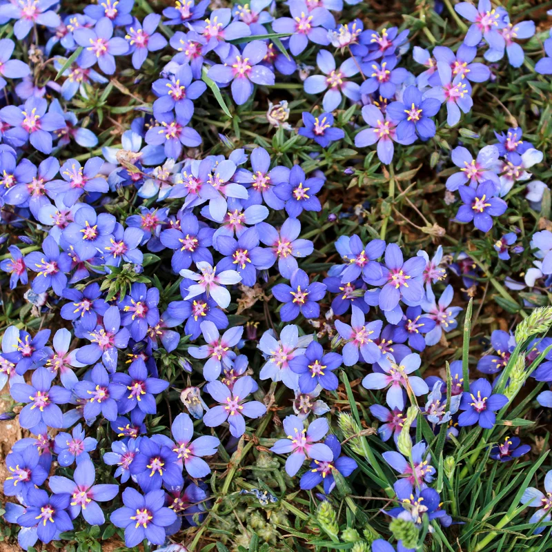 Blaue Anagallis (Linn-Leinkraut)