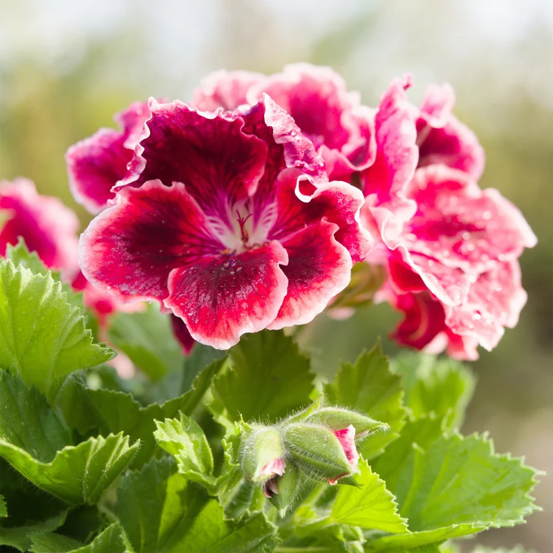 Duftgeranie Pansy (x3)