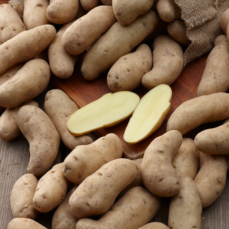 Kartoffeln ‘Ratte’ (x25)