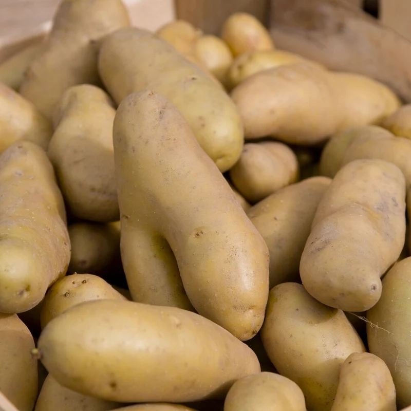 Kartoffeln ‘Ratte’ (x25)