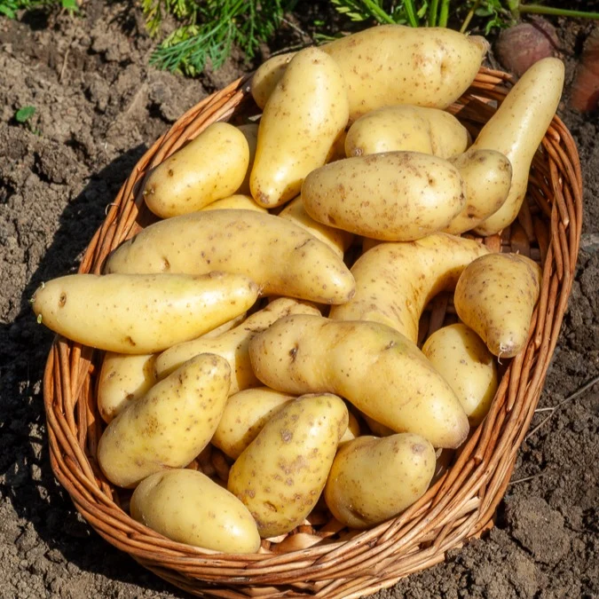Kartoffeln ‘Ratte’ (x25)