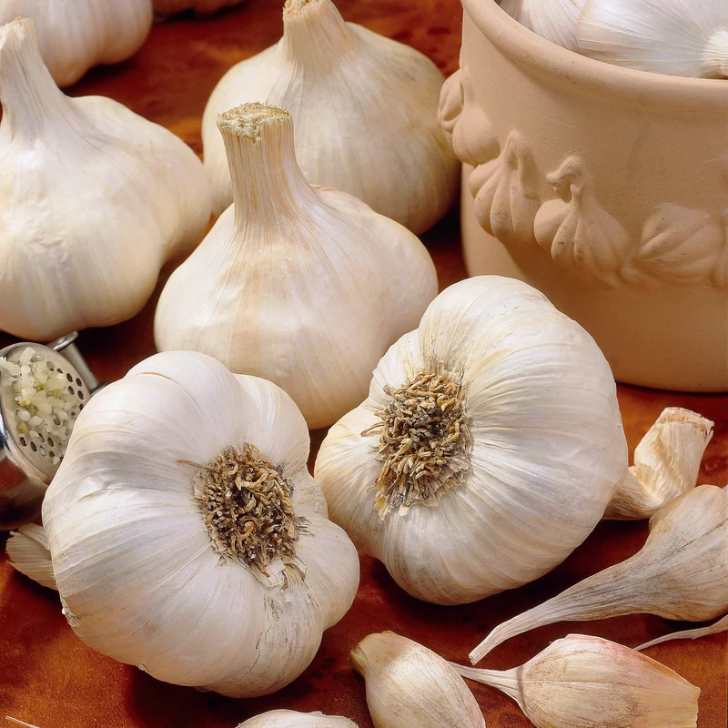 Knoblauch ‘Messidrôme’