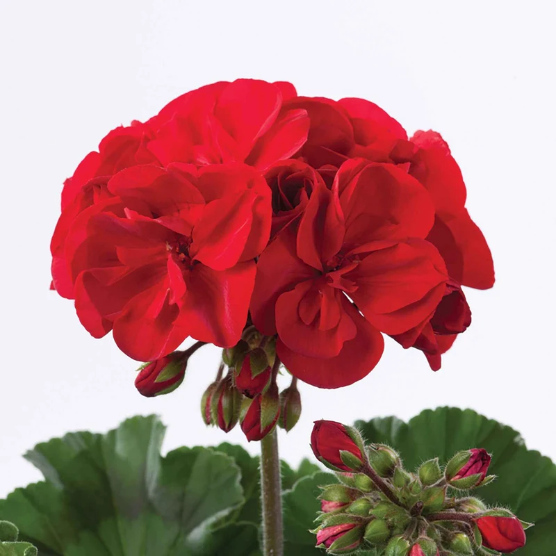 Geranie 'Toscana'® (x3)