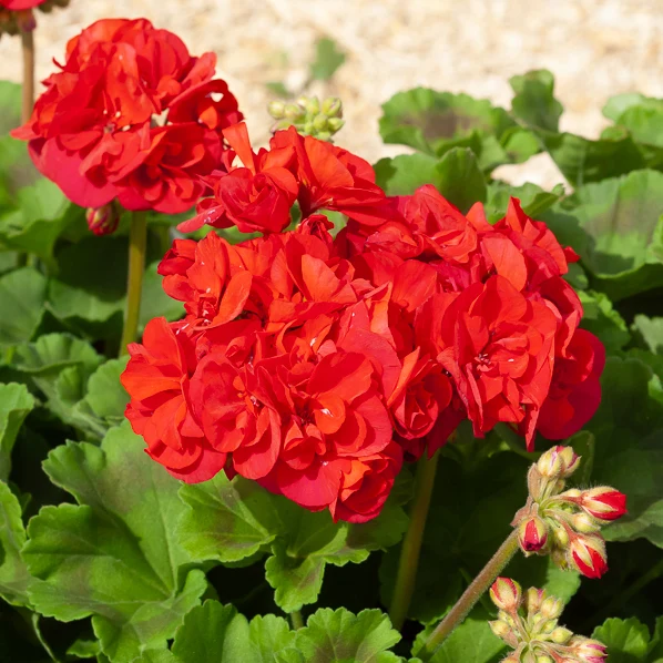 Geranie 'Toscana'® (x3)