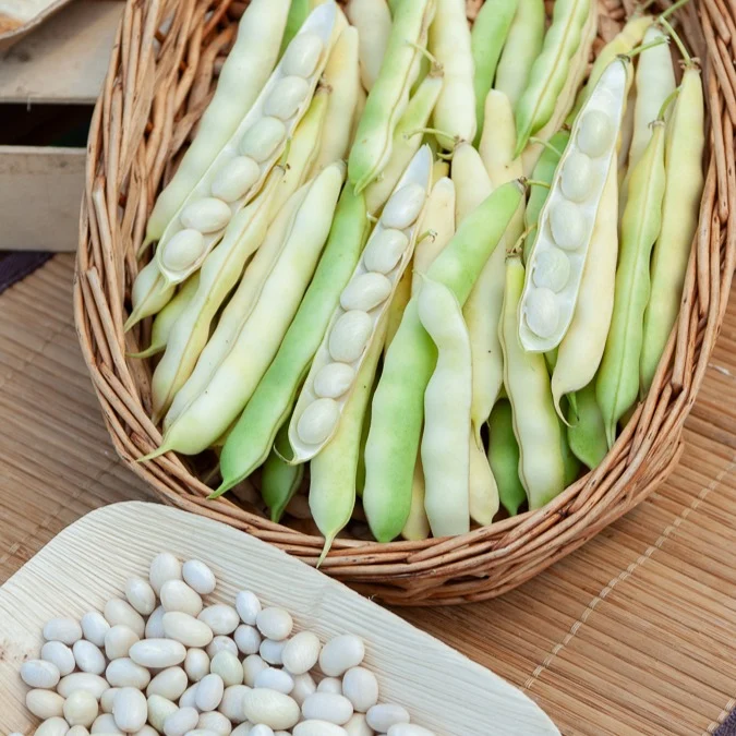 Buschbohne ‘Coco blanc précoce’