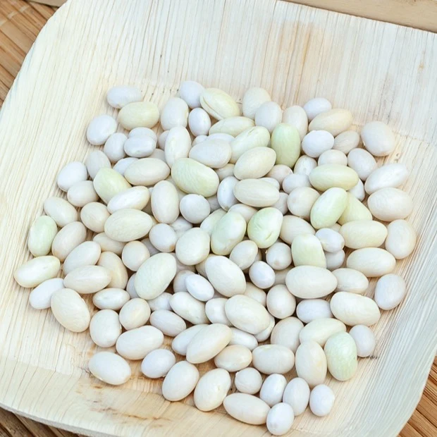 Buschbohne ‘Coco blanc précoce’