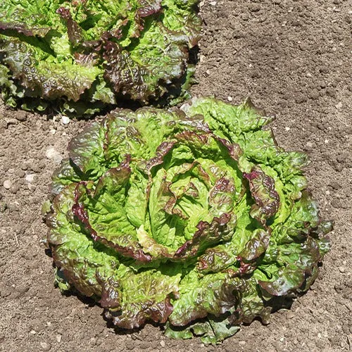 Batavia-Salat-Kollektion (x3)