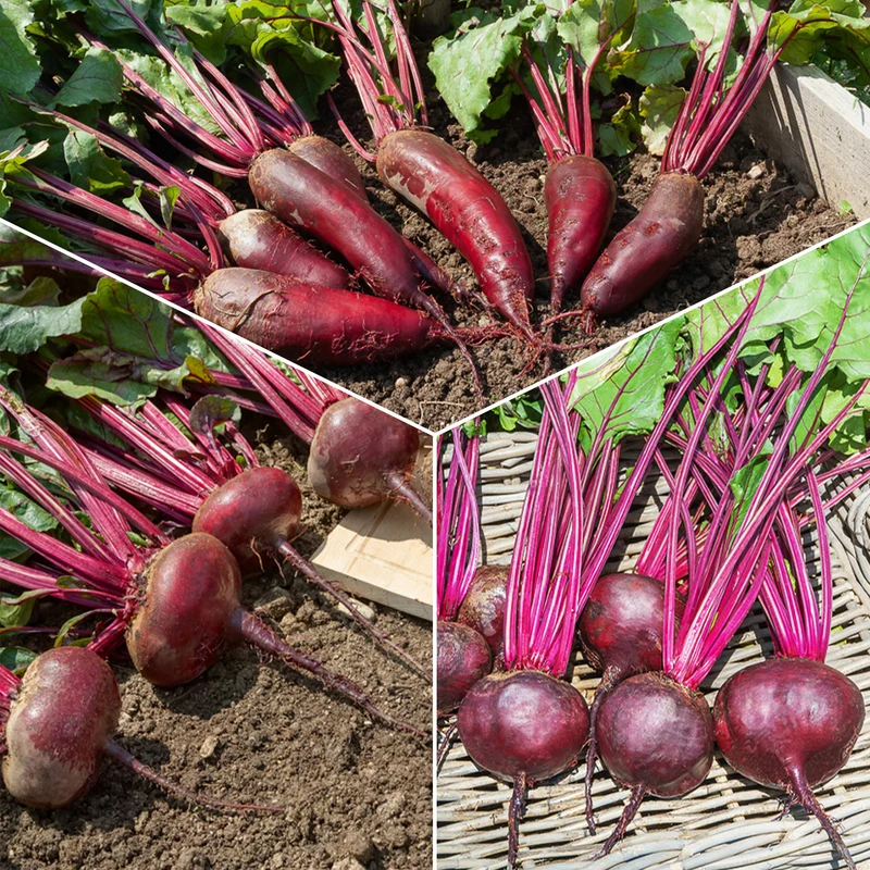 Rote-Bete-Kollektion