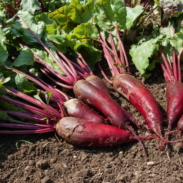 Rote-Bete-Kollektion