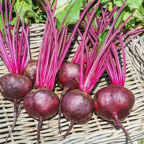 Rote-Bete-Kollektion