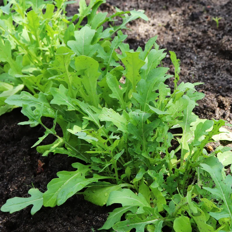 Rucola