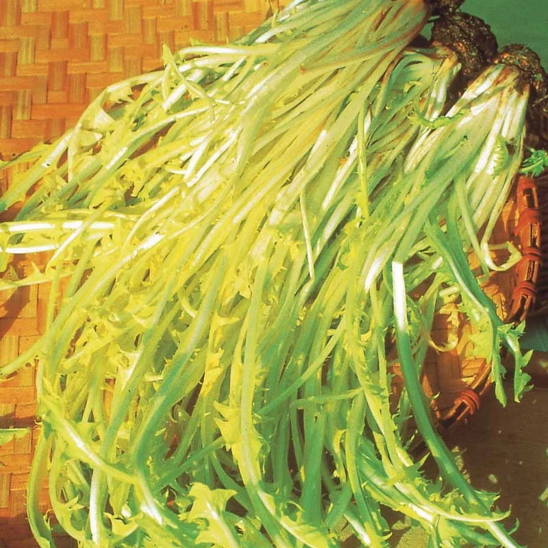 Chicoree ‘Barbe de Capucin’