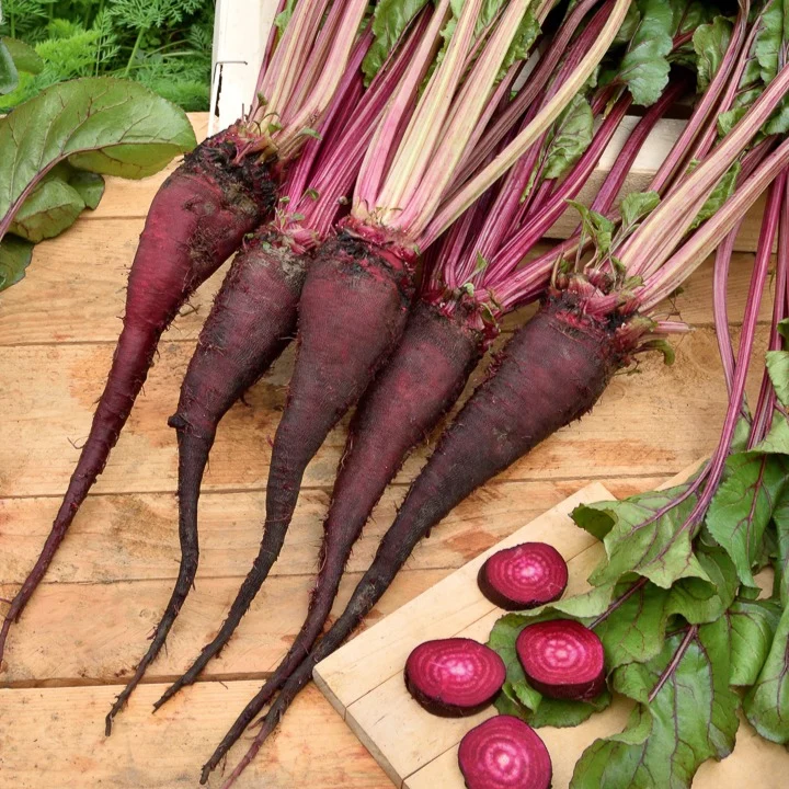 Rote Bete ‘Crapaudine’