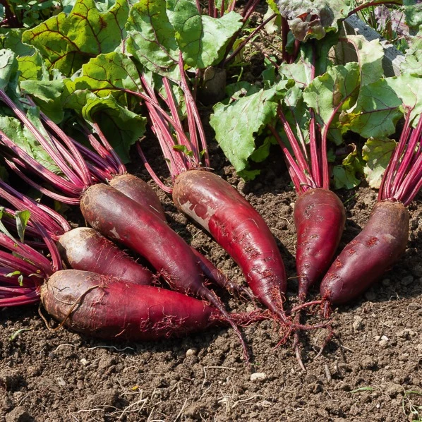 Rote Bete ‘Cylindra’