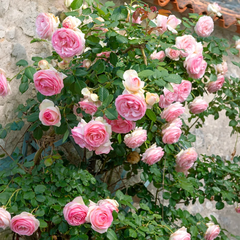 Kletterrose ‘Pierre de Ronsard®’