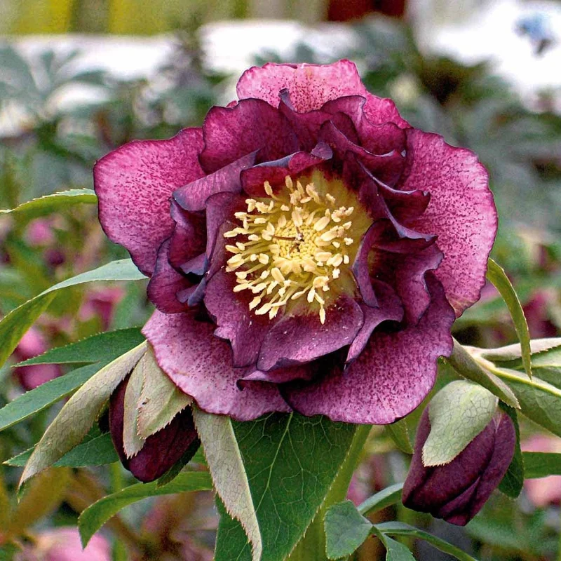 Gefüllte Lenzrosen ‘Double Ellen Red’ (x2)