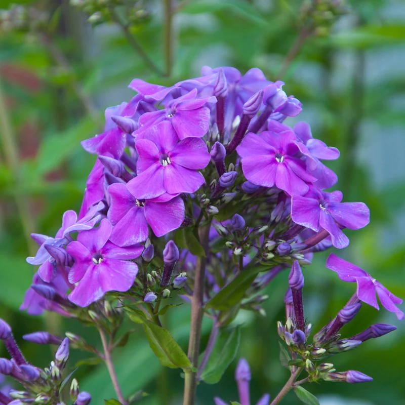 Flammenblume 'Amethyst'