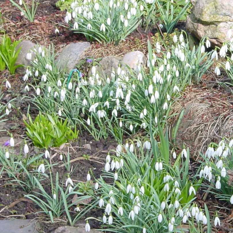 Schneeglöckchen (x25)
