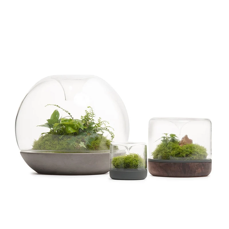 Black Marble Biodome Rainforest Terrarium