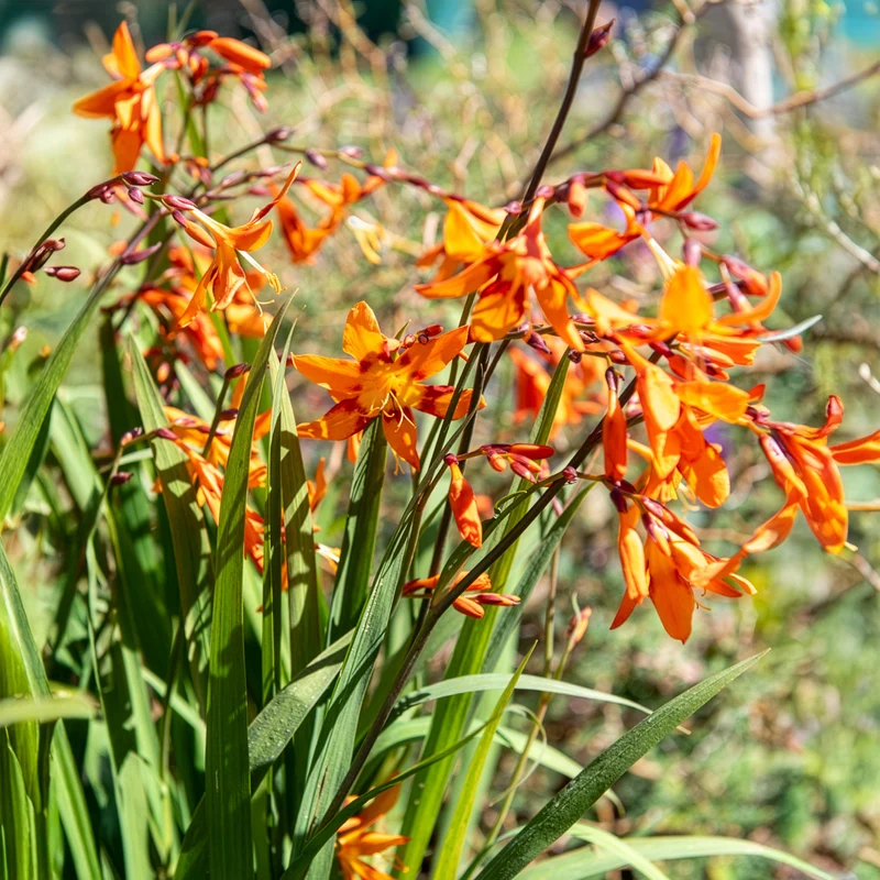 Montbretie 'Emily McKenzie'