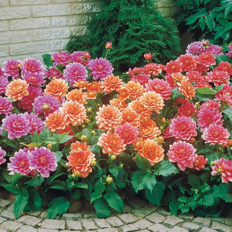 Zwerg-Dahlien Mischung