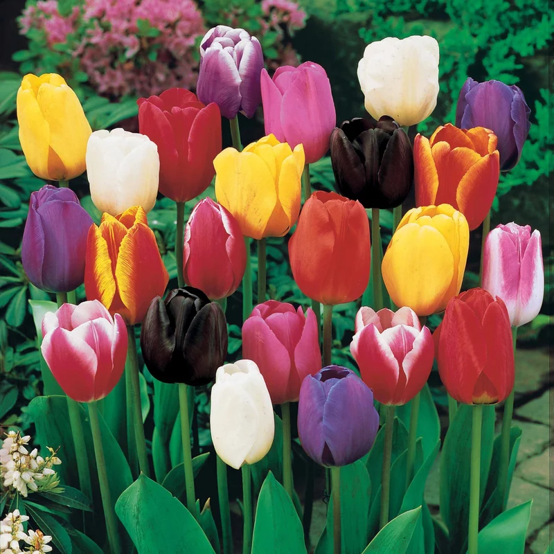 Langstielige Tulpen Mischung