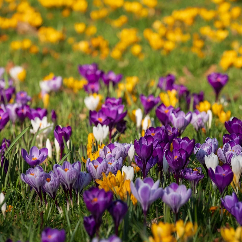 Großblumige Krokusse Mischung