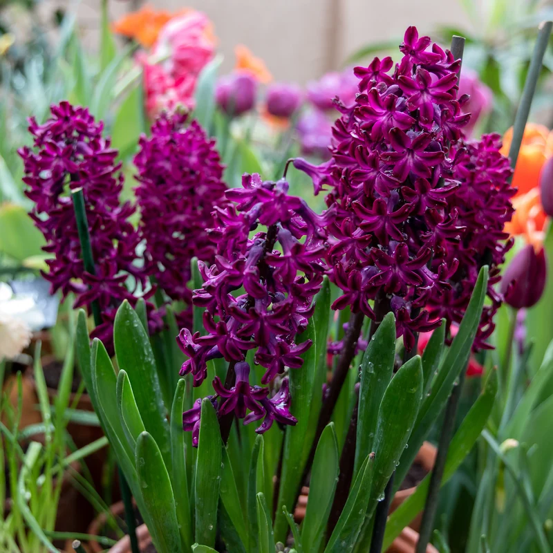 Hyazinthe 'Woodstock' (x6)