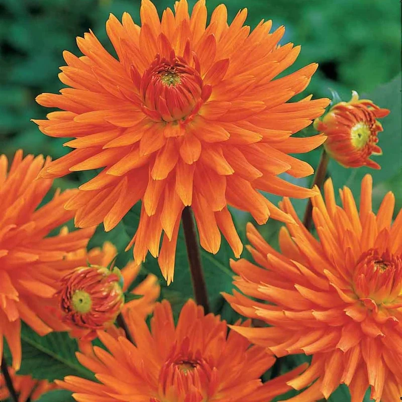 Kaktusdahlien ‘Vrouwe Jacoba’ (x3)