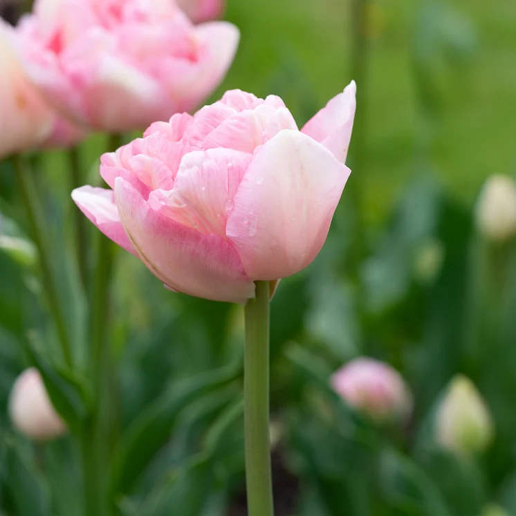 Tulpe Angelique (x10)