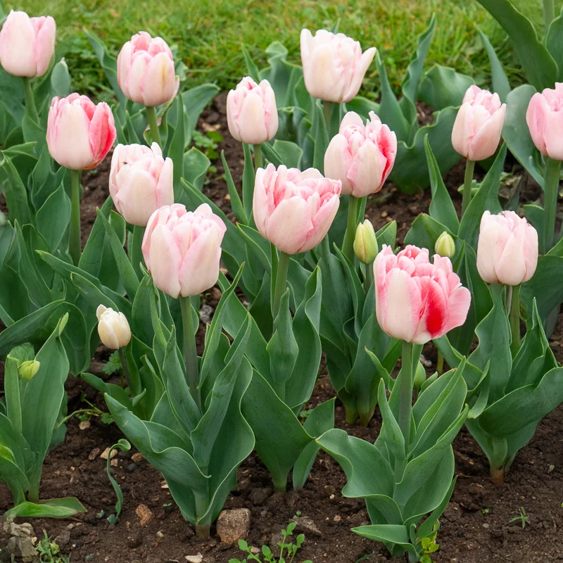 Tulpe Angelique (x10)