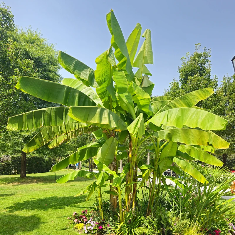 Bananenpflanze Musa basjoo