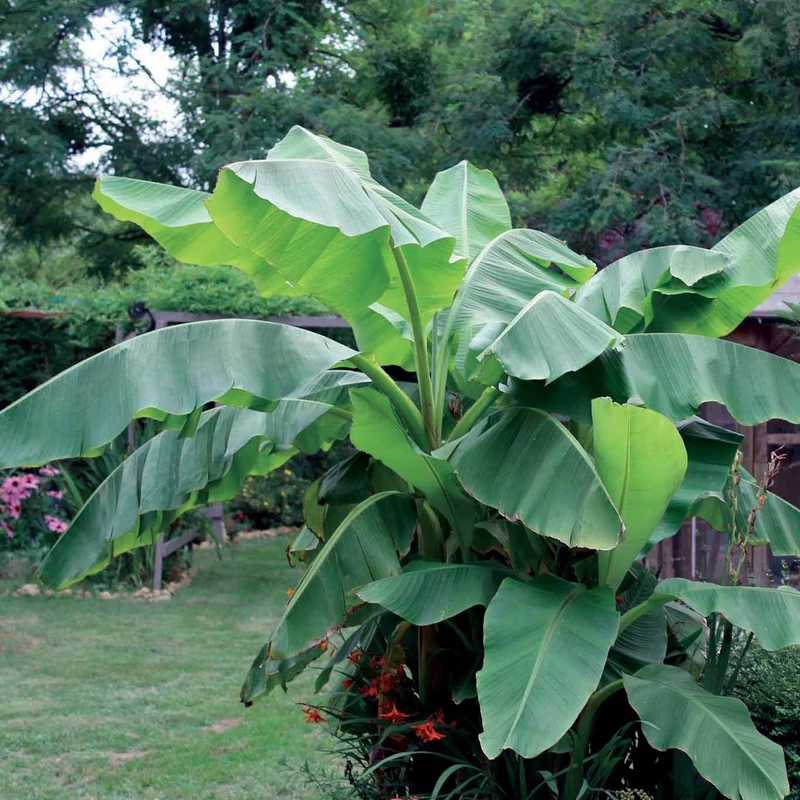 Bananenpflanze Musa basjoo