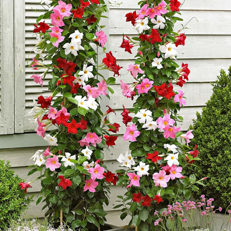 Dipladenia Mischung (x3)
