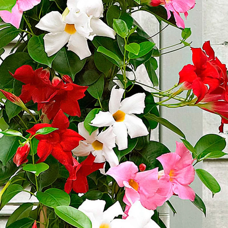 Dipladenia Mischung (x3)