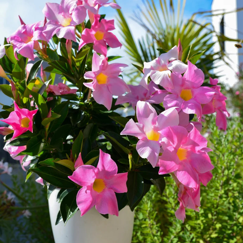 Dipladenia Mischung (x3)