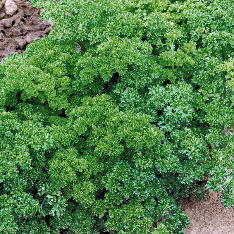Krause Petersilie Dunkelgrün Bio