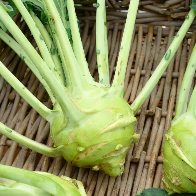 Kohlrabi Superschmelz