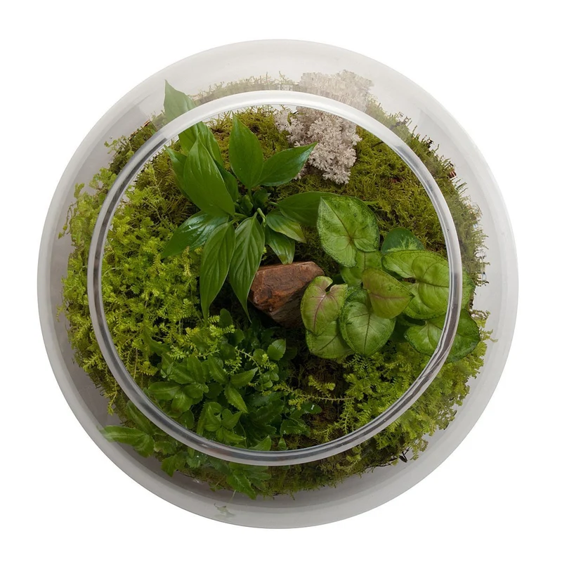 Revival Fishbowl Terrarium