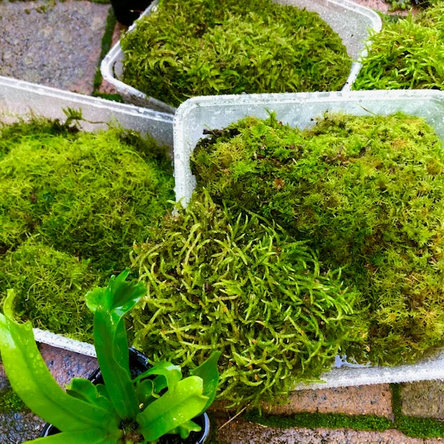 Living Terrarium Moss