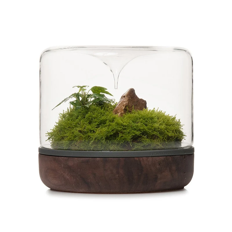 Sanctuary Rainforest Terrarium