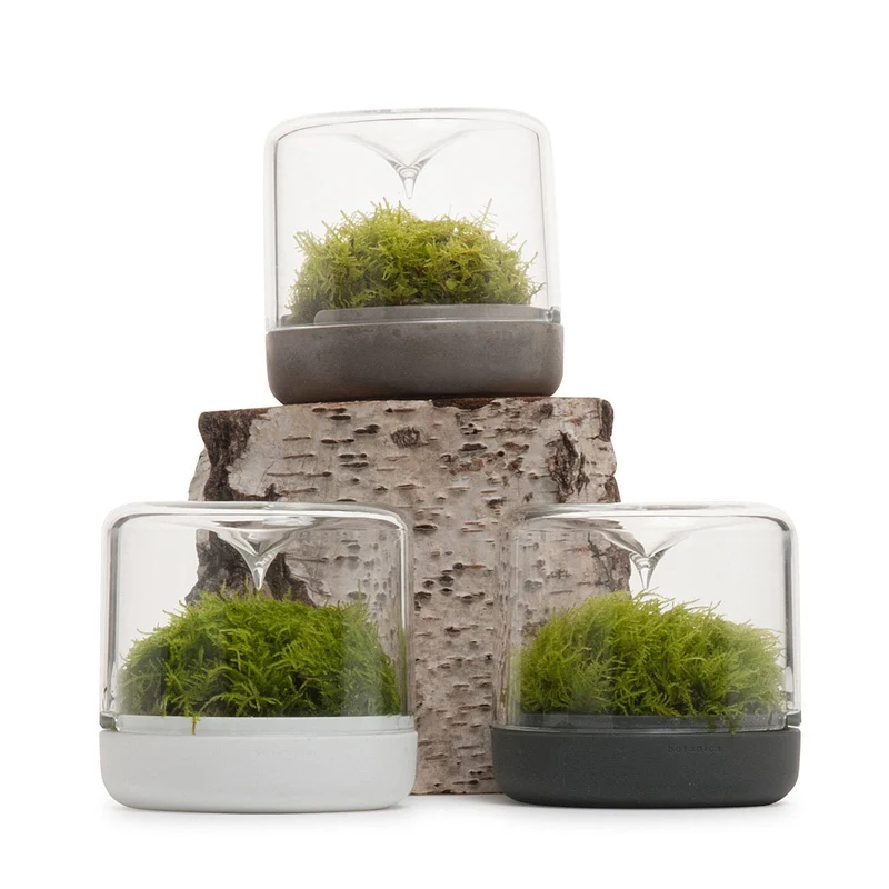 Sanctuary Rainforest Terrarium Small