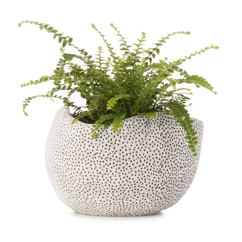 Coral Planter