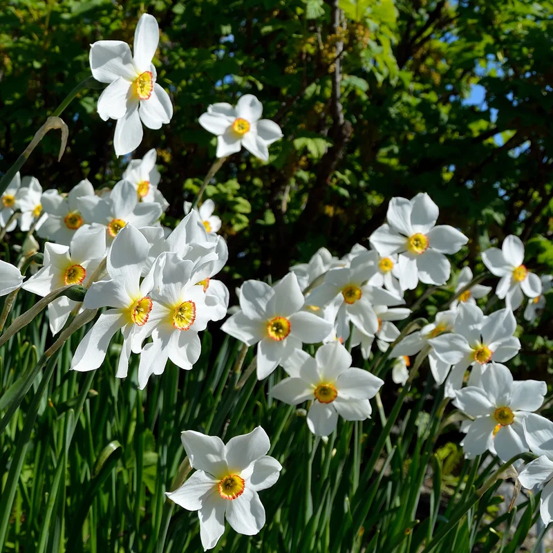 Narzisse Poeticus 'Actea' (x10)