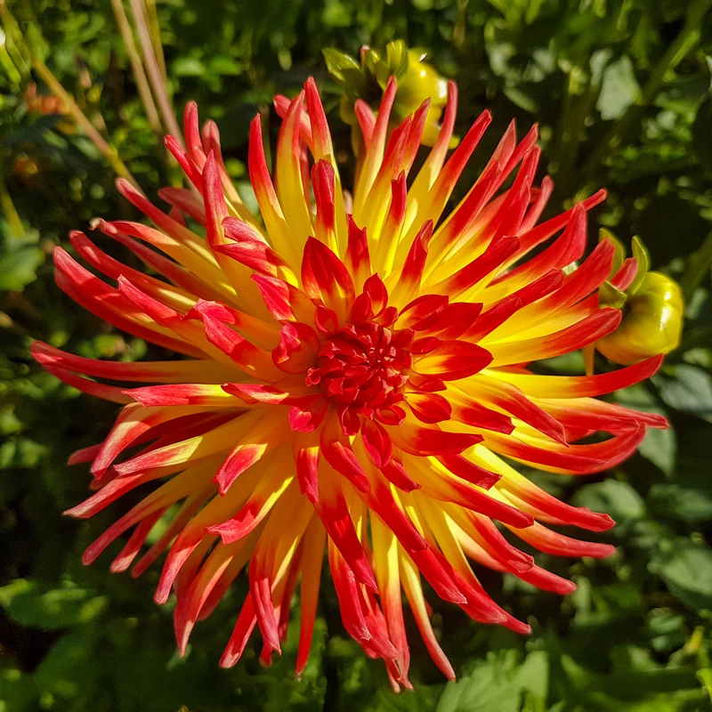 Kaktus-Dahlie Feuervogel (x3)