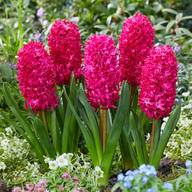 Hyazinthe 'Jan Bos' (x6)