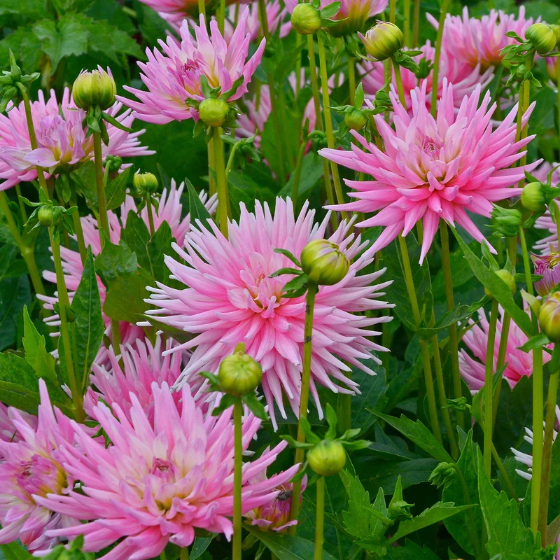 Kaktusdahlie Park Princess (x3)