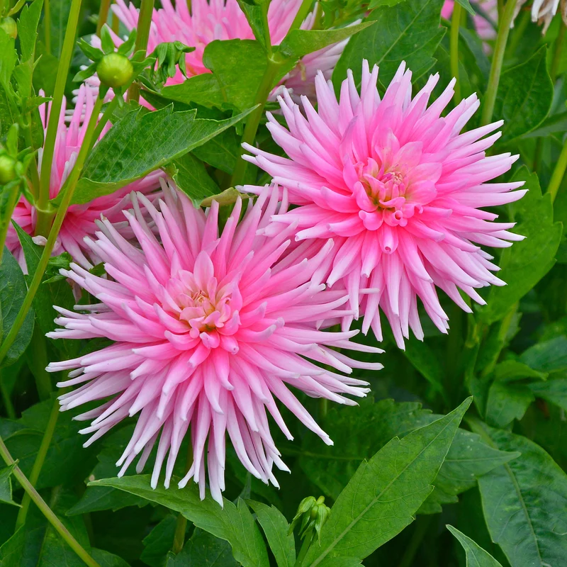 Kaktusdahlie Park Princess (x3)
