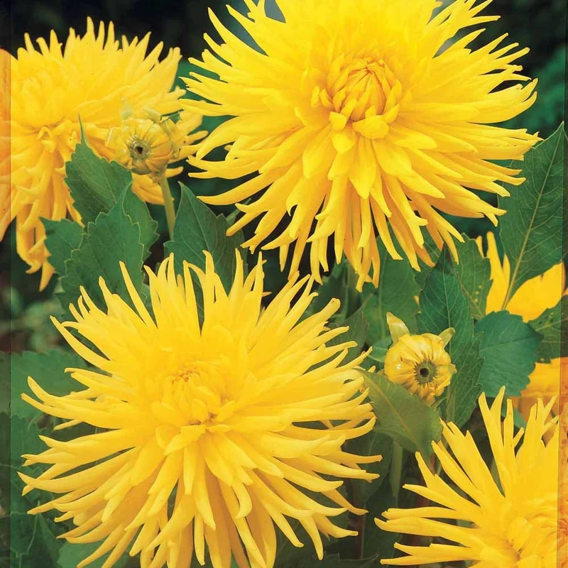 Kaktus Dahlie 'Yellow Happiness' (x3)
