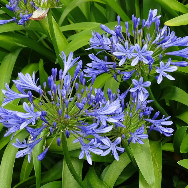 Blaue Schmucklilie (x3)